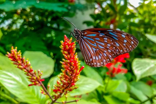 Gros Plan Beau Papillon Assis Sur Fleur Tigre Bleu Foncé — Photo