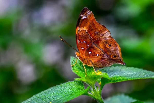 Primer Plano Hermosa Mariposa Sentada Flor Bisaltida Doleschallia — Foto de Stock