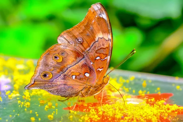 Gros Plan Beau Papillon Assis Sur Fleur Doleschallia Bisaltide — Photo