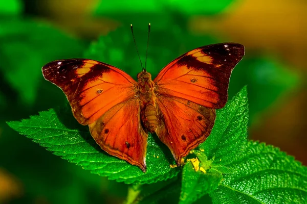 Gros Plan Beau Papillon Assis Sur Fleur Doleschallia Bisaltide — Photo