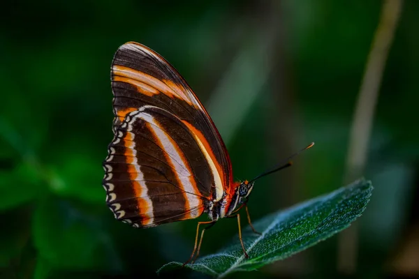 나비가 앉아입니다 Dryadula Phaetusa — 스톡 사진