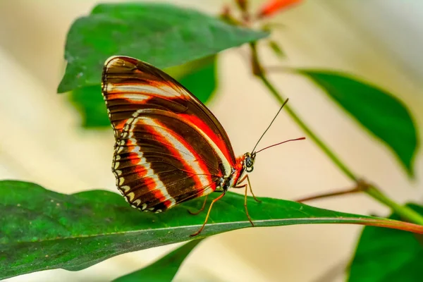 Крупный План Красивая Бабочка Сидит Цветке Дрядула Фаэтоса — стоковое фото