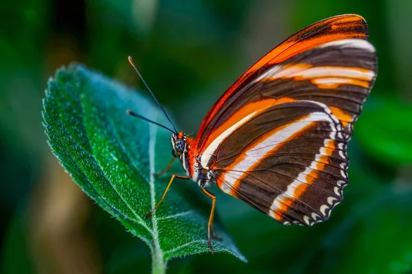 Крупним Планом Красивий Метелик Сидить Квітці Дріададула Фаєтуса — стокове фото