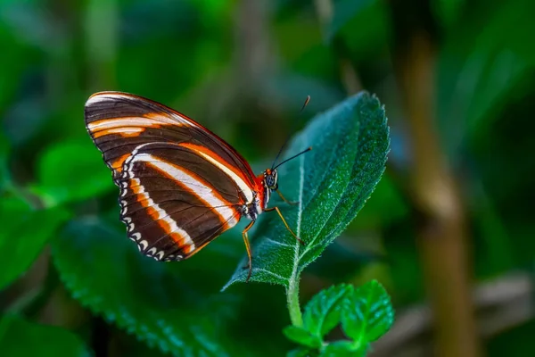 Zbliżenie Kwiat Piękny Motyl Pąki Kwiatowe — Zdjęcie stockowe