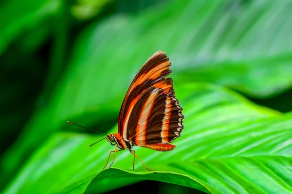 Zbliżenie Kwiat Piękny Motyl Pąki Kwiatowe — Zdjęcie stockowe