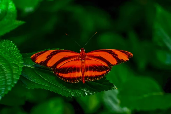 Gros Plan Beau Papillon Assis Sur Fleur Dryadula Phaetusa — Photo