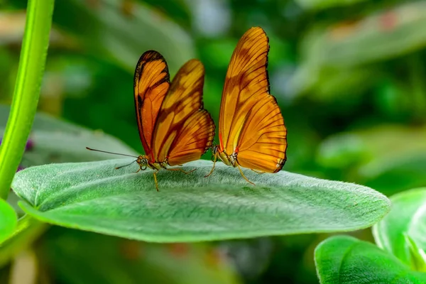 Primer Plano Hermosa Mariposa Sentada Flor Dryas Julia — Foto de Stock