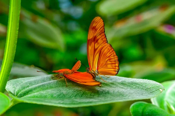 Primer Plano Hermosa Mariposa Sentada Flor Dryas Julia — Foto de Stock