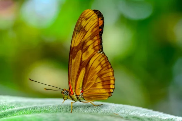Крупный План Красивая Бабочка Сидит Цветке Юлия Дриас — стоковое фото