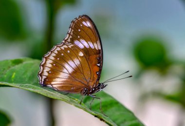 Tatlı güzel kelebek çiçek üzerinde oturuyor. Büyük Eggfly (Hypolimnas bolina)