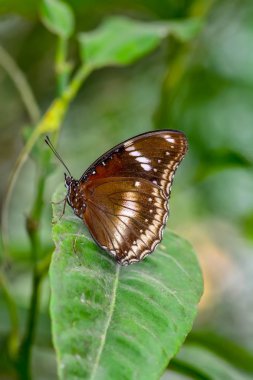 Tatlı güzel kelebek çiçek üzerinde oturuyor. Büyük Eggfly (Hypolimnas bolina)