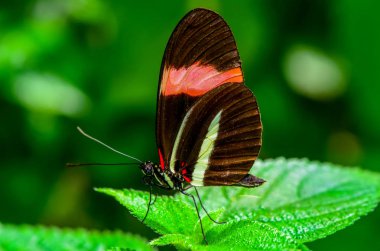 Flower.heliconius melpomene kelebek postbote üzerinde oturan Closeup güzel kelebek