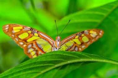 Tatlı güzel kelebek çiçek üzerinde oturuyor. Malakit (Siproeta stelenes)