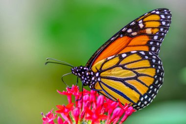 Tatlı güzel kelebek çiçek monarch kelebek (Danaus plexippus üstüne oturuyor)