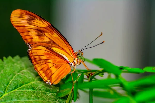 Gros Plan Beau Papillon Assis Sur Fleur Dryas Julia — Photo