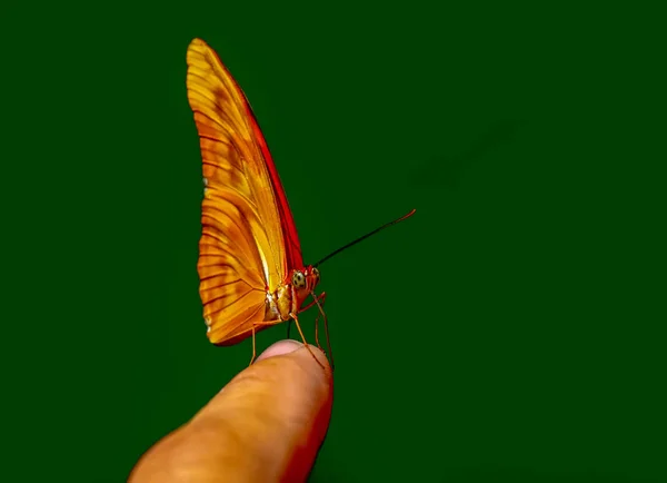 指に座って美しい蝶をクローズ アップ ヤンガードリアス期ジュリア — ストック写真