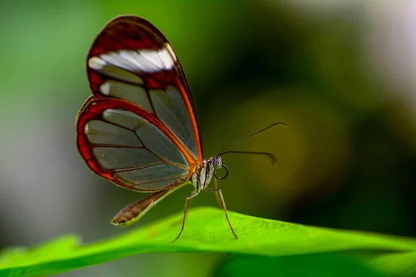 Крупним Планом Красива Метелик Сидить Квітці Метелик Glasswinged Грета Oto — стокове фото