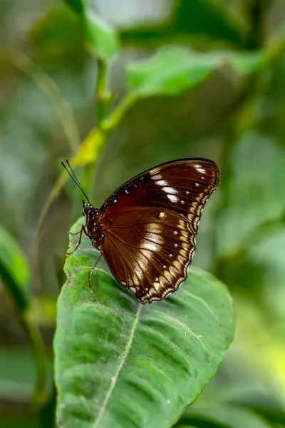 Nahaufnahme Schöner Schmetterling Auf Blume Sitzend Große Eierfliege Hypolimnas Bolina — Stockfoto