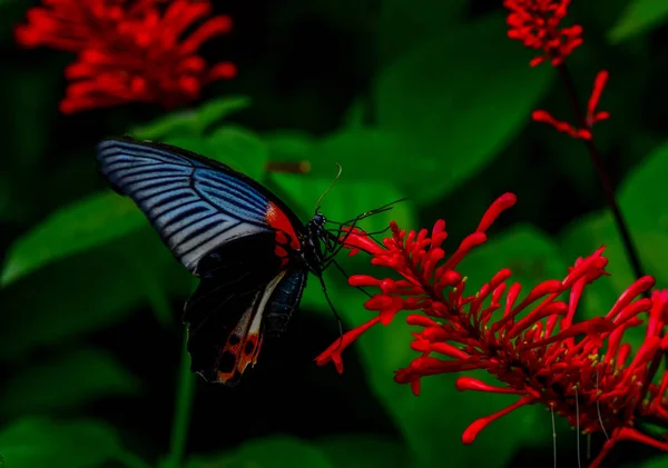 Nahaufnahme Schöner Schmetterling Sitzt Auf Flower Great Mormon Papilio Memnon — Stockfoto