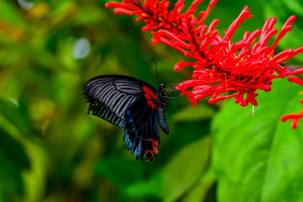 Gros Plan Beau Papillon Assis Sur Fleur Grand Mormon Papilio — Photo