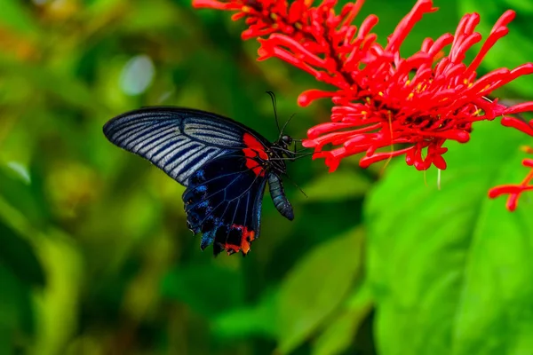 Primer Plano Hermosa Mariposa Sentada Flor Gran Mormón Papilio Memnon — Foto de Stock