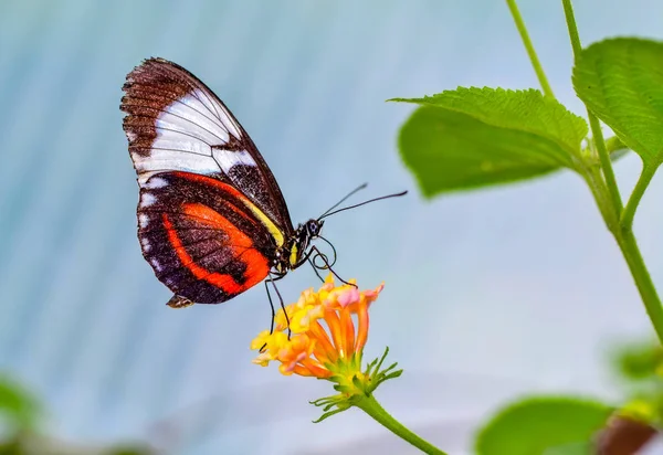 Gros Plan Beau Papillon Assis Sur Fleur Heliconius Cydno — Photo