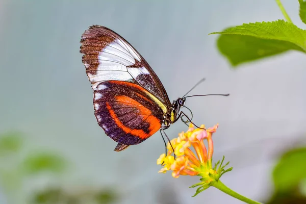 Closeup Krásný Motýl Sedí Květ Heliconius Cydno — Stock fotografie