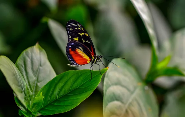 Feche Bela Borboleta Sentada Flor Heliconius Hecale Zuleika — Fotografia de Stock