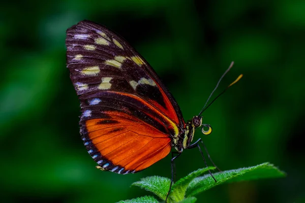 Крупним Планом Красивий Метелик Сидить Квітці Heliconius Hecale Zuleika — стокове фото