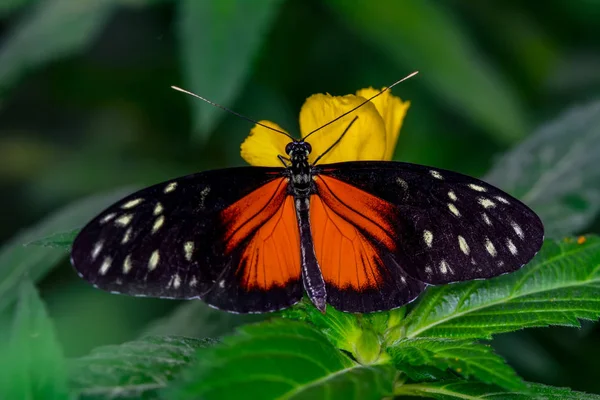 나비가 앉아입니다 Heliconius Hecale Zuleika — 스톡 사진