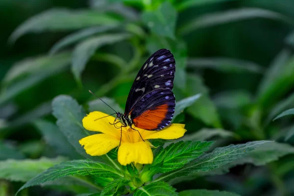 Closeup Krásný Motýl Sedí Květ Heliconius Hecale Zuleika — Stock fotografie