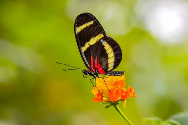 クローズ アップ美しい蝶が花の上に座って Heliconius Hewitsoni — ストック写真