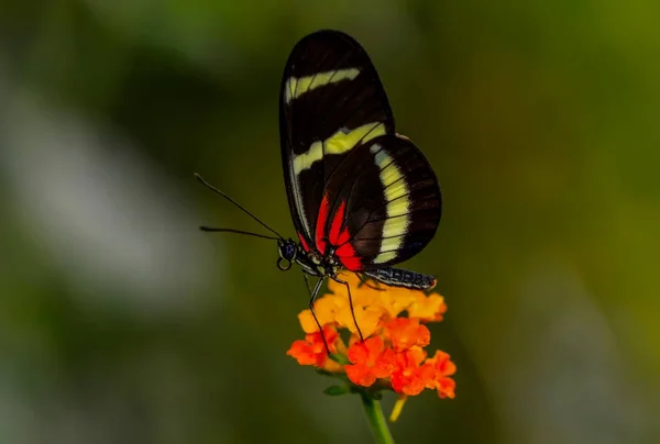 Closeup Krásný Motýl Sedí Květ Heliconius Hewitsoni — Stock fotografie