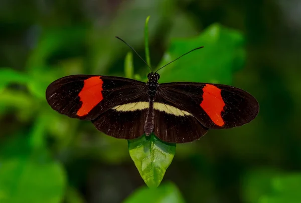 Close Beautiful Butterfly Sitting Flower Heliconius Melpomene Butterfly Postbote — стоковое фото