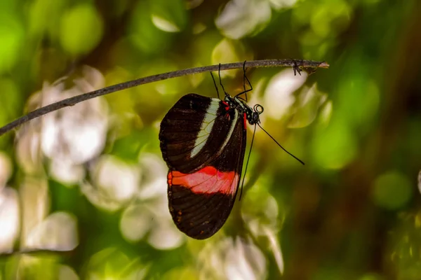 Zbliżenie Piękny Motyl Siedzi Flower Heliconius Melpomene Motyl Postbote — Zdjęcie stockowe