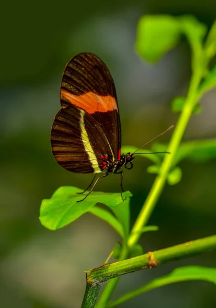 Zbliżenie Piękny Motyl Siedzi Flower Heliconius Melpomene Motyl Postbote — Zdjęcie stockowe