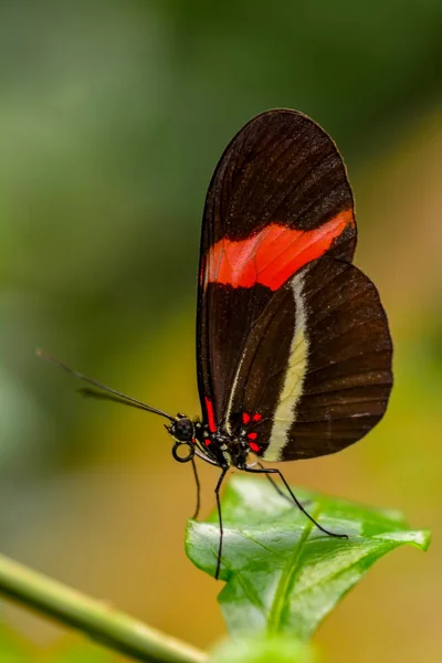 Zbliżenie Piękny Motyl Siedzi Flower Heliconius Melpomene Motyl Postbote — Zdjęcie stockowe