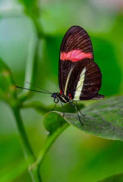 Zbliżenie Kwiat Piękny Motyl — Zdjęcie stockowe