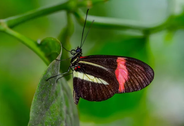 Zbliżenie Kwiat Piękny Motyl — Zdjęcie stockowe