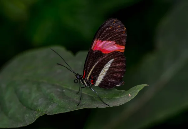 Nahaufnahme Schöner Schmetterling Auf Blume Sitzend Heliconius Melpomene Schmetterling Postbote — Stockfoto