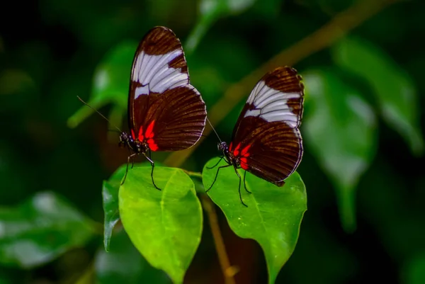 Nahaufnahme Schöner Schmetterling Auf Blume Sitzend Heliconius Sapho — Stockfoto