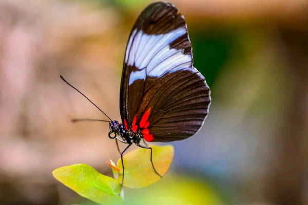 Closeup Beautiful Butterfly Sitting Flower Heliconius Sapho — Stock Photo, Image
