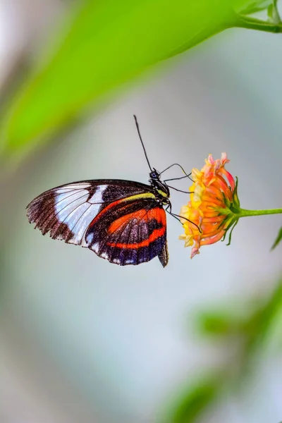 Primer Plano Hermosa Mariposa Sentada Flor Heliconius Sapho —  Fotos de Stock