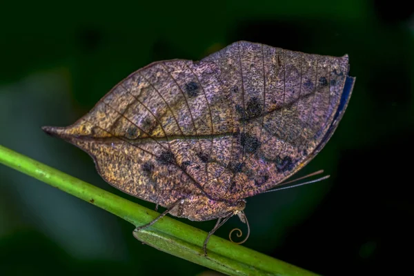 Closeup Krásný Motýl Sedí Květ Kallima Paralekta — Stock fotografie