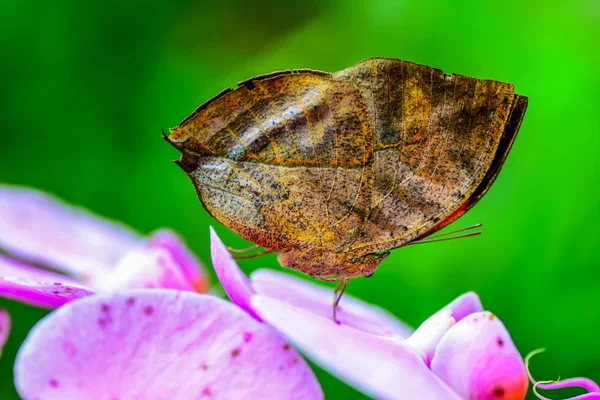 Primer Plano Hermosa Mariposa Sentada Flor Kallima Paralekta —  Fotos de Stock