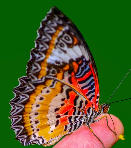 Feche Bela Borboleta Sentada Flor Lacewing Leopardo Cethosia Cyane — Fotografia de Stock