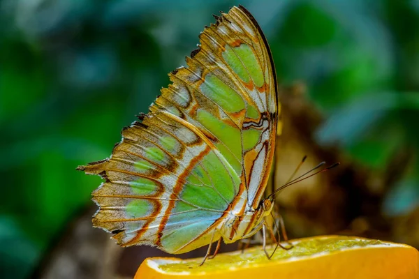 Nahaufnahme Schöner Schmetterling Auf Blume Sitzend Malachit Siproeta Stelenes — Stockfoto