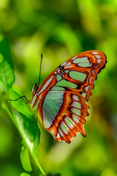 クローズ アップ美しい蝶が花の上に座って マラカイト Siproeta Stelenes — ストック写真