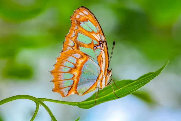 Крупный План Красивая Бабочка Сидит Цветке Малахит Siproeta Stelenes — стоковое фото