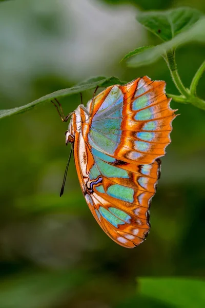 Primer Plano Hermosa Mariposa Sentada Flor Malaquita Siproeta Stelenes — Foto de Stock